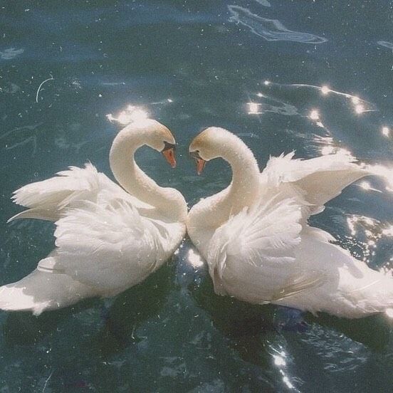swan aesthetic